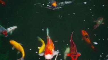 Koi balığı ya da sazan balığı gölette yüzüyor.