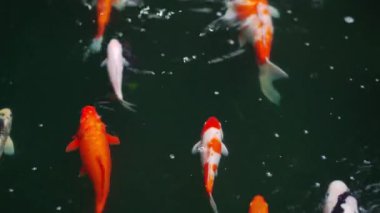 Koi balığı ya da sazan balığı gölette yüzüyor.