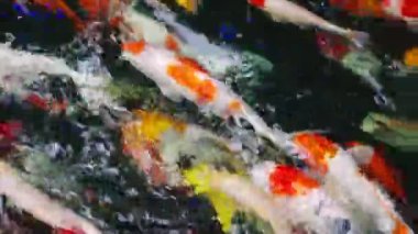 Koi balığı ya da sazan balığı gölette yüzüyor.