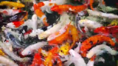 Koi balığı ya da sazan balığı gölette yüzüyor.