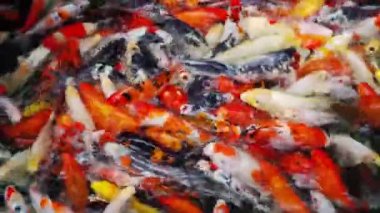 Koi balığı ya da sazan balığı gölette yüzüyor.