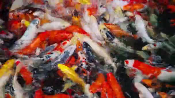 ปลาโคอ อปลาคาร ายน าในสระน — วีดีโอสต็อก