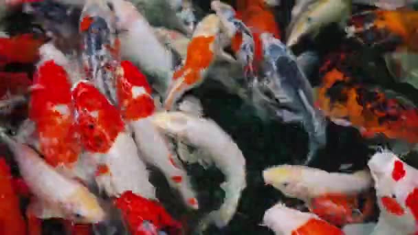 Peces Koi Peces Carpa Nadando Estanque — Vídeos de Stock
