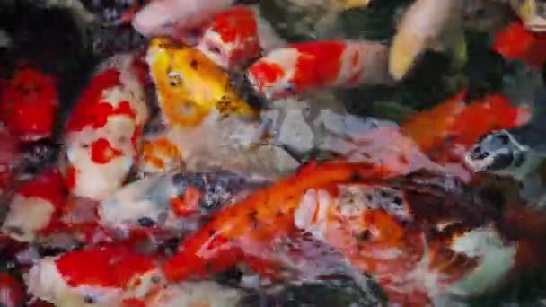 Peces Koi Peces Carpa Nadando Estanque — Vídeos de Stock