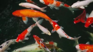 Koi balığı ya da sazan balığı gölette yüzüyor.