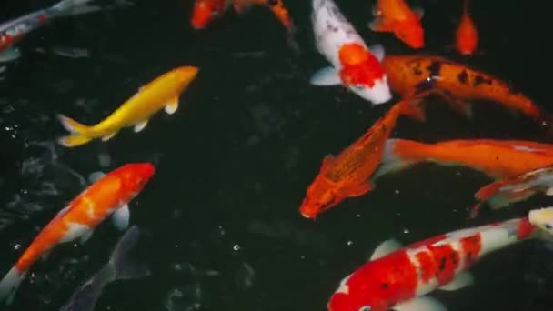 Koi Fische Oder Karpfenfische Schwimmen Teich — Stockvideo