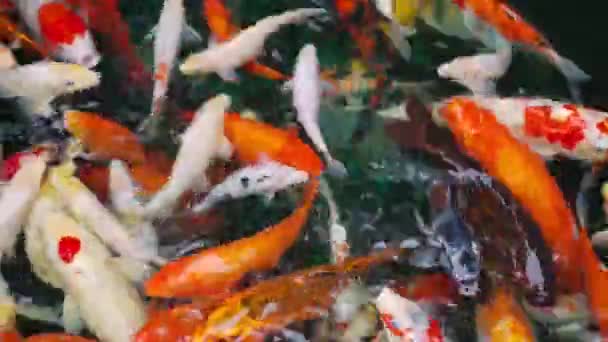 Koi Ryby Nebo Kapr Ryby Plavání Rybníku — Stock video