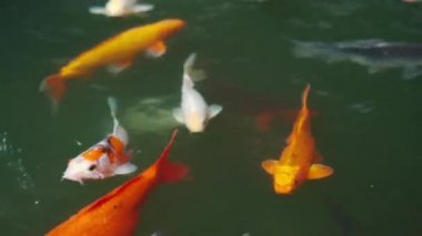 Koi balığı ya da sazan balığı gölette yüzüyor.