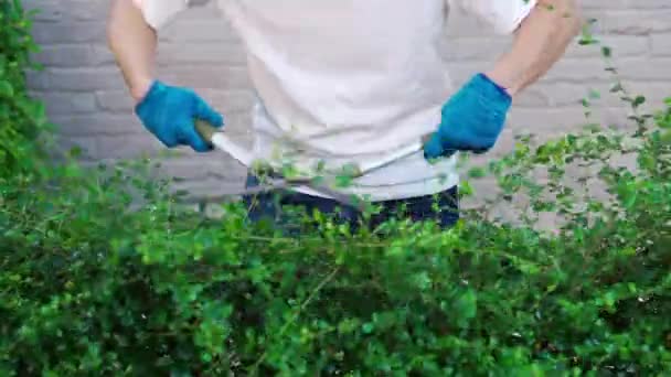 Zbliżenie Strony Przy Użyciu Dużych Nożyczek Cięcia Przycinania Roślin Ogrodzie — Wideo stockowe