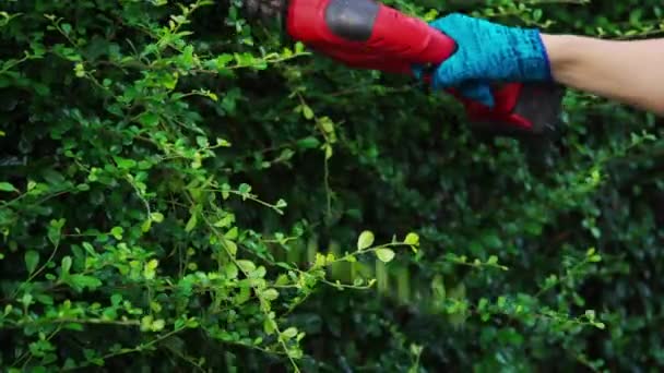 Close Hand Using Cordless Electric Hedge Cutting Trimming Plant Garden — Stok Video