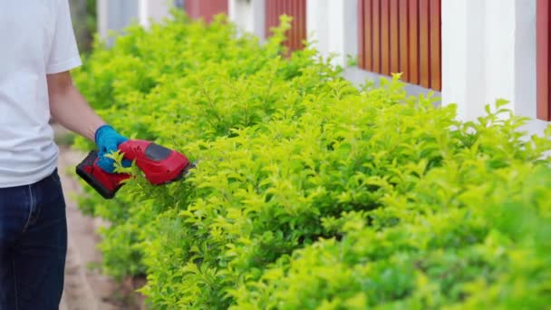 Närbild Hand Med Hjälp Sladdlös Elektrisk Häcksax Och Trimning Anläggning — Stockvideo