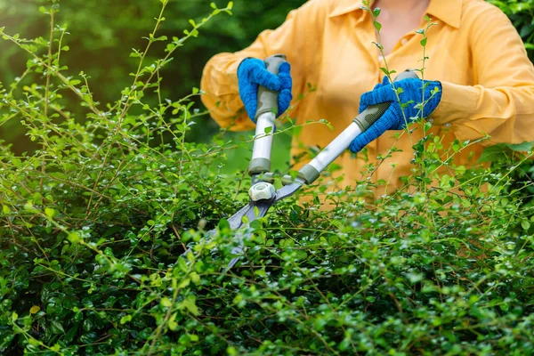 Close Hand Using Big Scissors Cutting Trimming Plant Garden Home — Stock Photo, Image