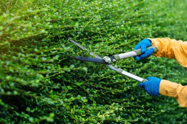 Evdeki bahçede kesme ve budama bitkisi kullanarak elinizi kapatın.