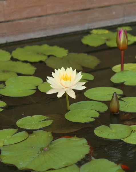 Witte lotus — Stockfoto