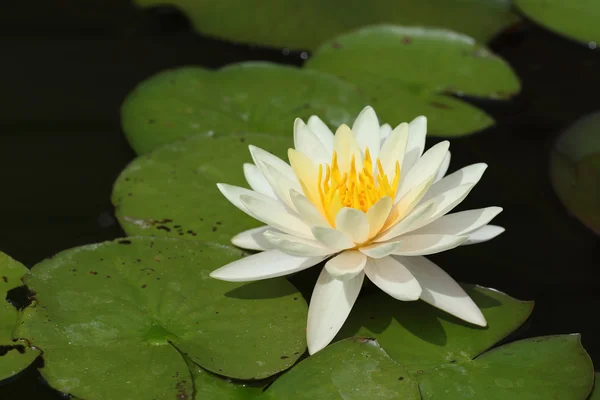 White lotus — Stock Photo, Image