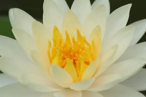 Närbild på vita lotus — Stockfoto