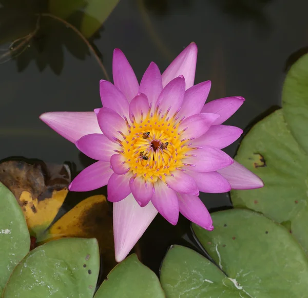 Roze water lily met bee — Stockfoto