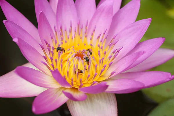 Pink water lily with bee — Stock Photo, Image