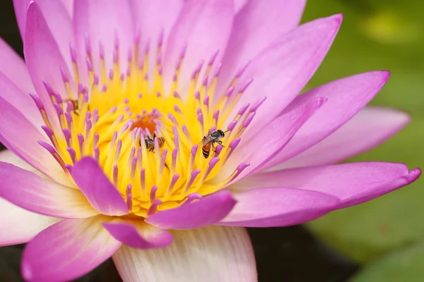 Rosa näckros med bee — Stockfoto