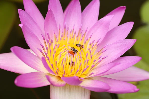 Розовая водяная лилия с пчелой — стоковое фото