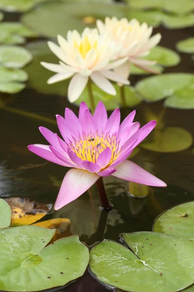 Roze en witte lotus of water lily — Stockfoto