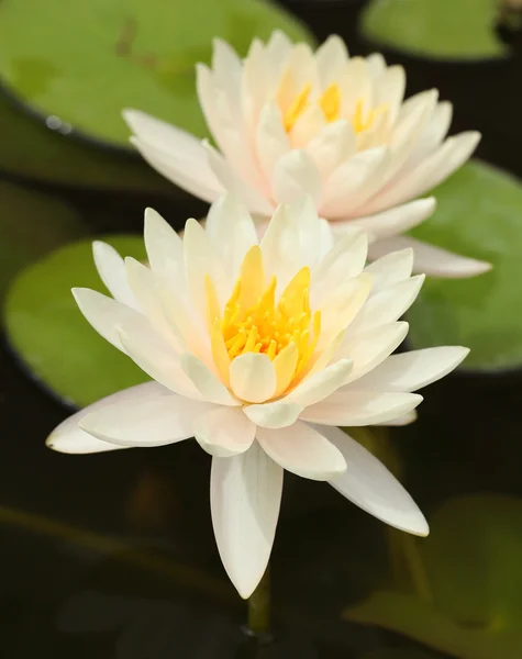 White lotus — Stock Photo, Image