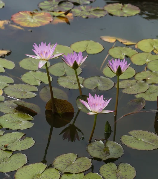 Roze lotus of water lily — Stockfoto