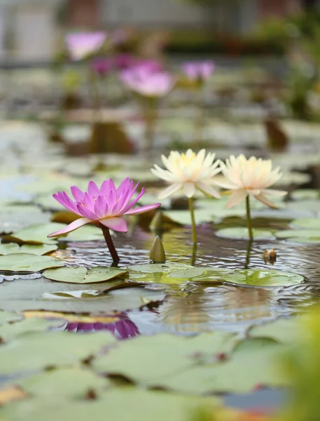 Roze en witte lotus of water lily — Stockfoto