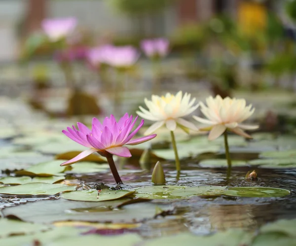 Růžové a bílé lotus nebo leknín — Stock fotografie