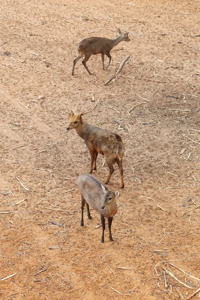 Deer standing — Stock Photo, Image