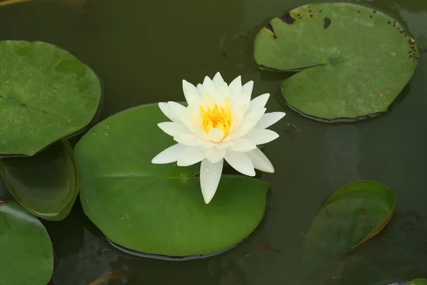 White lotus — Stock Photo, Image