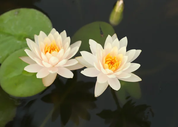 White lotus — Stock Photo, Image