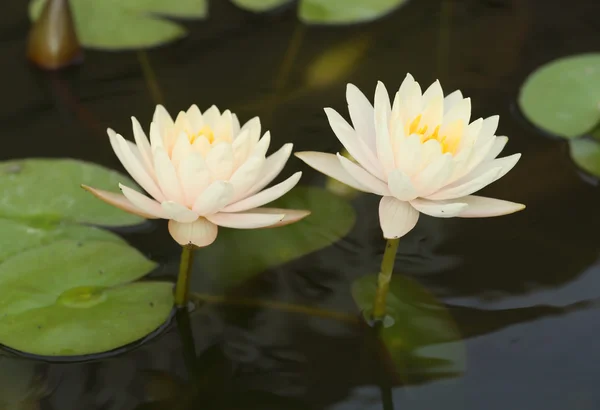 Witte lotus — Stockfoto