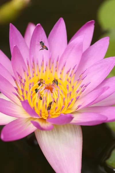 Lirio de agua rosa con abeja — Foto de Stock