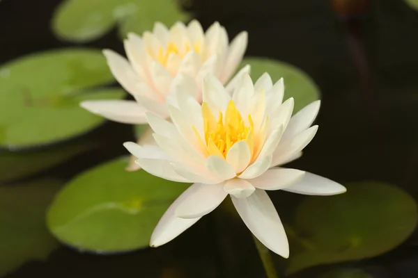 White lotus — Stock Photo, Image