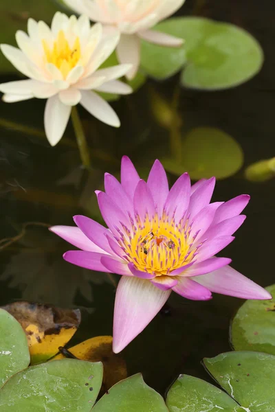 Roze en witte lotus of water lily — Stockfoto