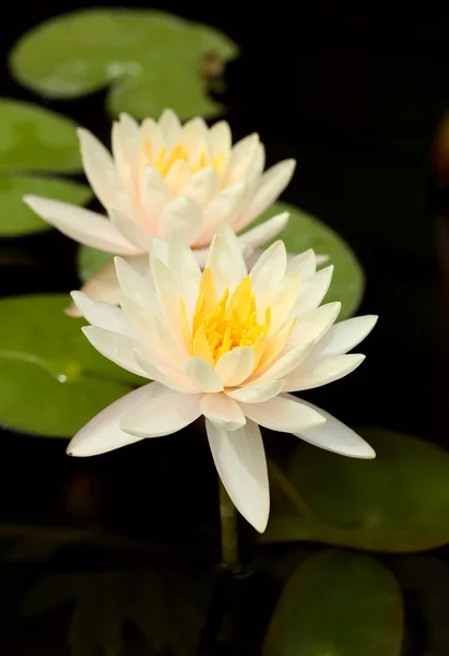 White lotus — Stock Photo, Image