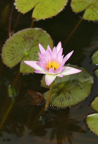 Rosa lotus eller näckros — Stockfoto