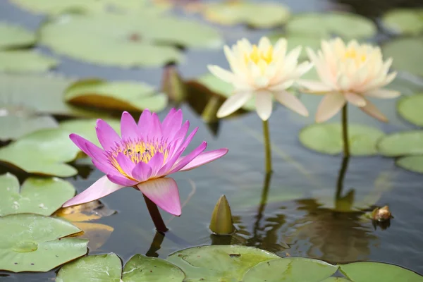 Roze en witte lotus of water lily — Stockfoto