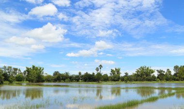 Mavi gökyüzü ile pirinç tarlaları