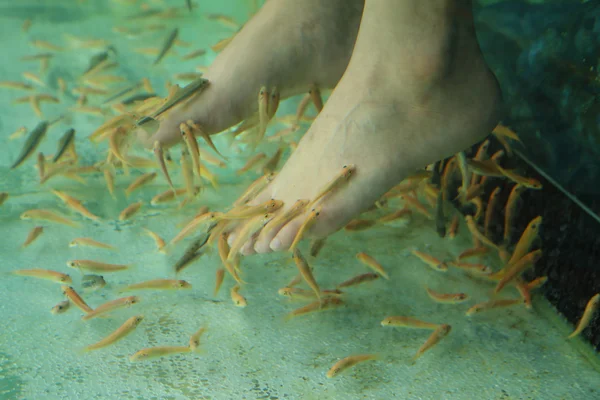 Terapia de piel de spa de pescado — Foto de Stock