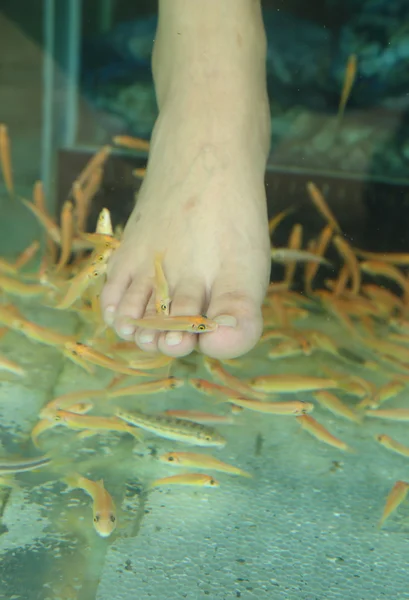 Fish Spa Skin Therapy — Stock Photo, Image