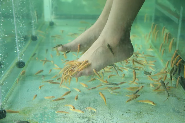 Fish Spa Skin Therapy — Stock Photo, Image