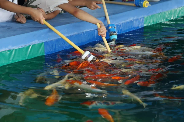 Feeding Koi fish with milk bottle — Stock Photo, Image