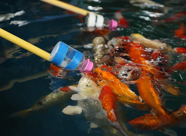 Alimentazione pesce Koi con bottiglia di latte — Foto Stock