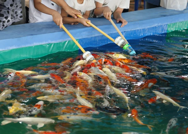 Feeding Koi fish with milk bottle