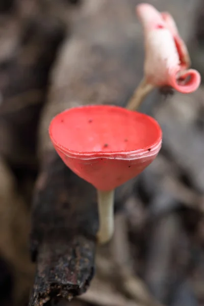 Champagne paddestoel in regenwoud — Stockfoto