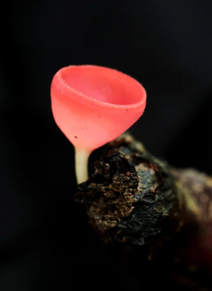 Champagne mushroom in rain forest — Stock Photo, Image