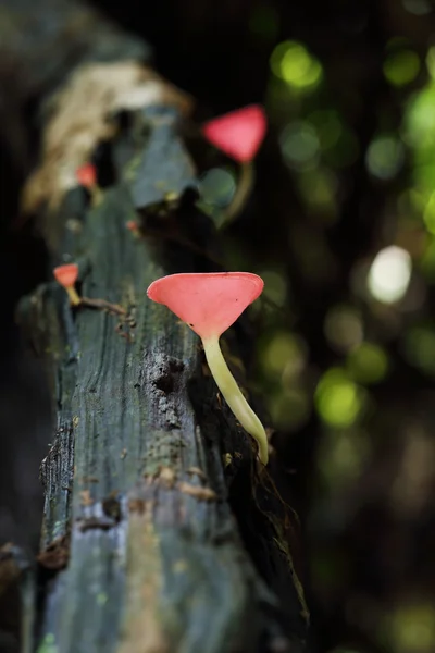 Champán en la selva tropical —  Fotos de Stock