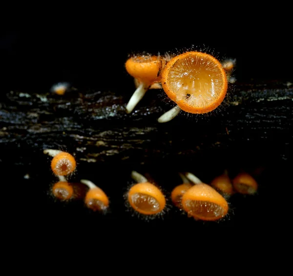 Cogumelo de champanhe (pêlo de cogumelo ou cogumelo de casaco ) — Fotografia de Stock